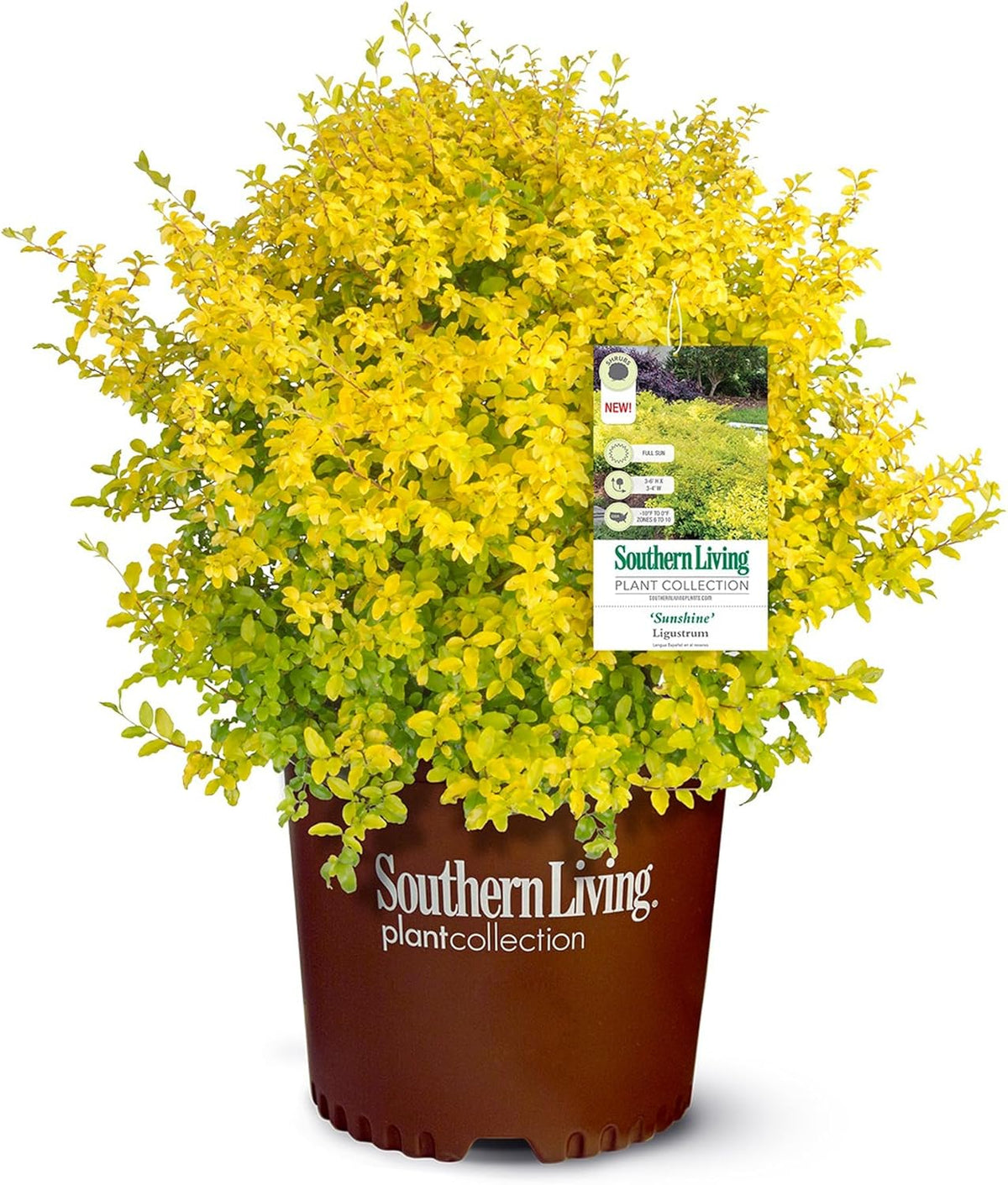 2 Gallon Evergreen Shrub Bundle F7337