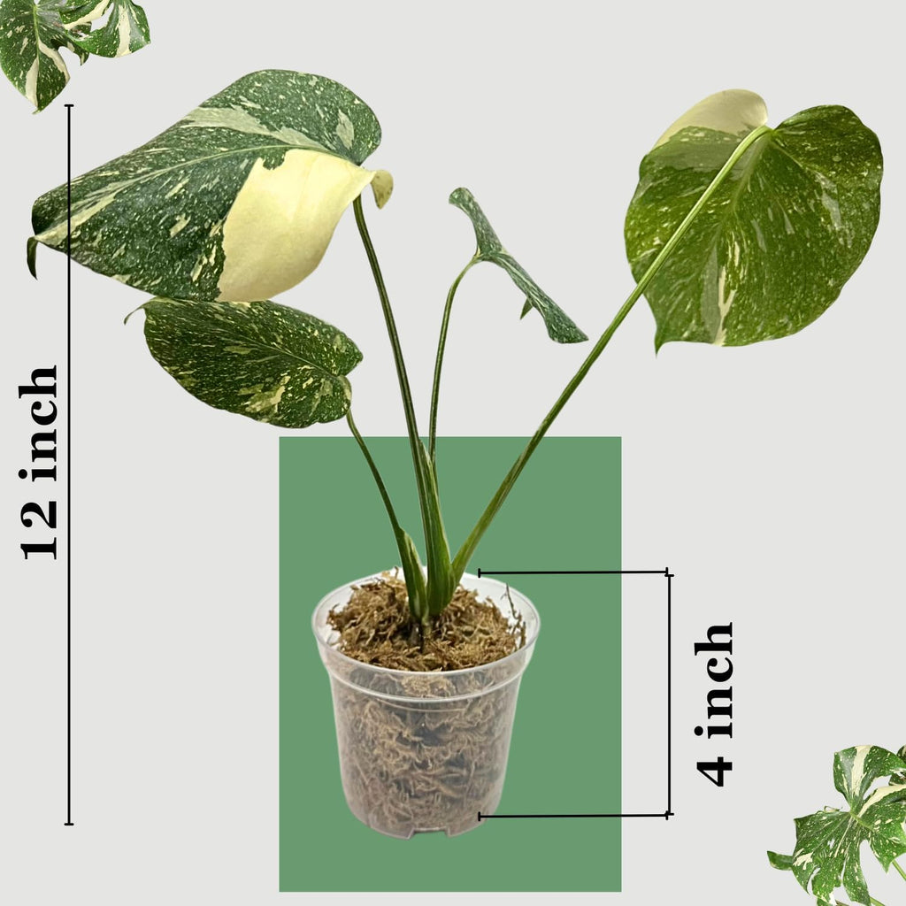Large Monstera Plant Live - Thai Constellation Monstera Live Plant Fully Rooted Highly Variegated O7931