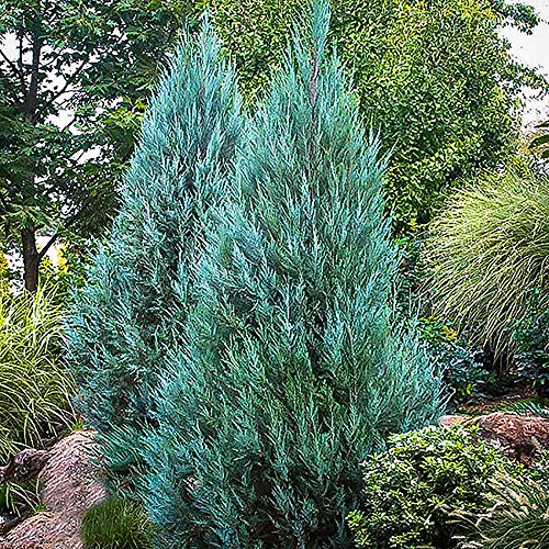 7 Gallon Blue-Green Foliage Juniper C3319