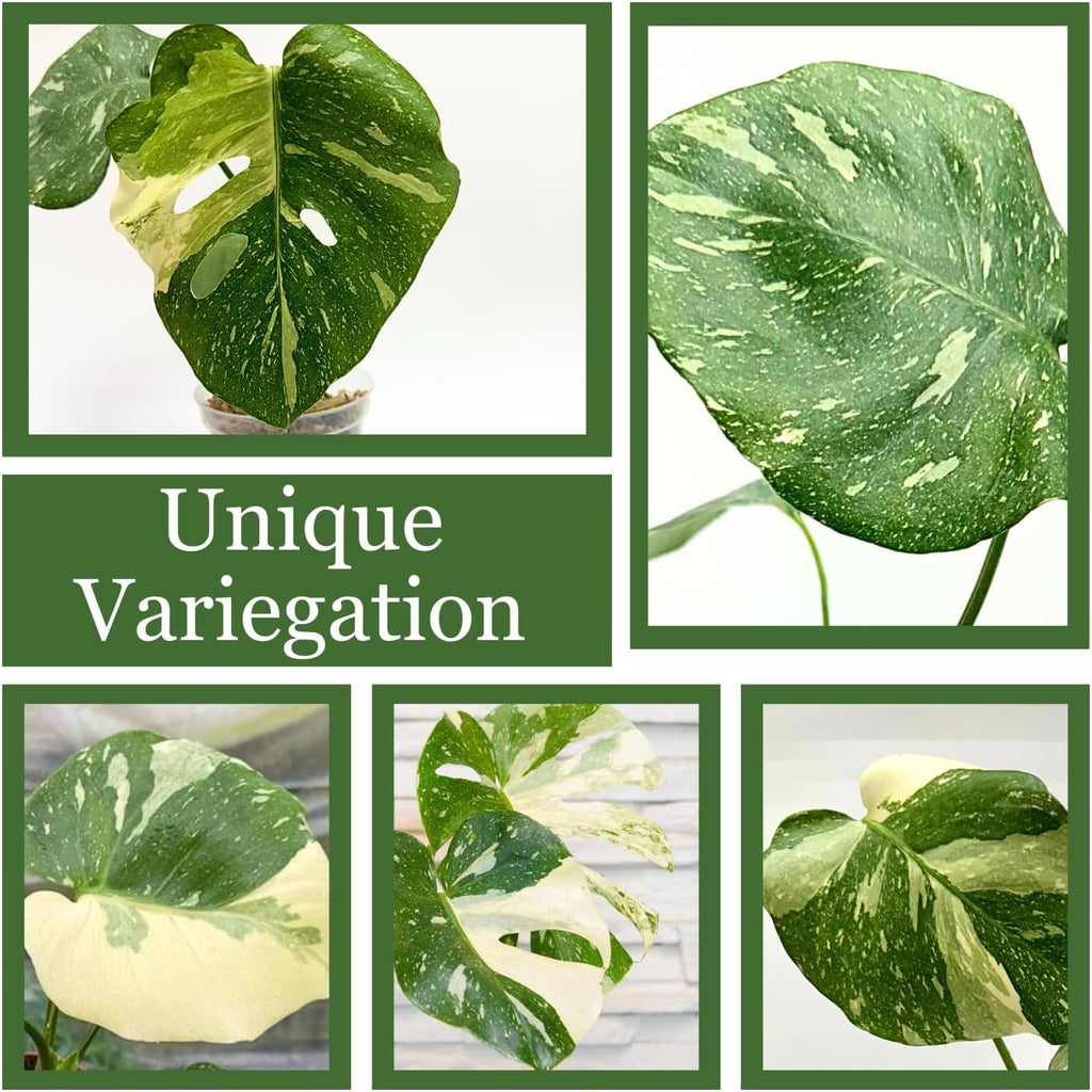 Large Monstera Plant Live - Thai Constellation Monstera Live Plant Fully Rooted Highly Variegated O7931