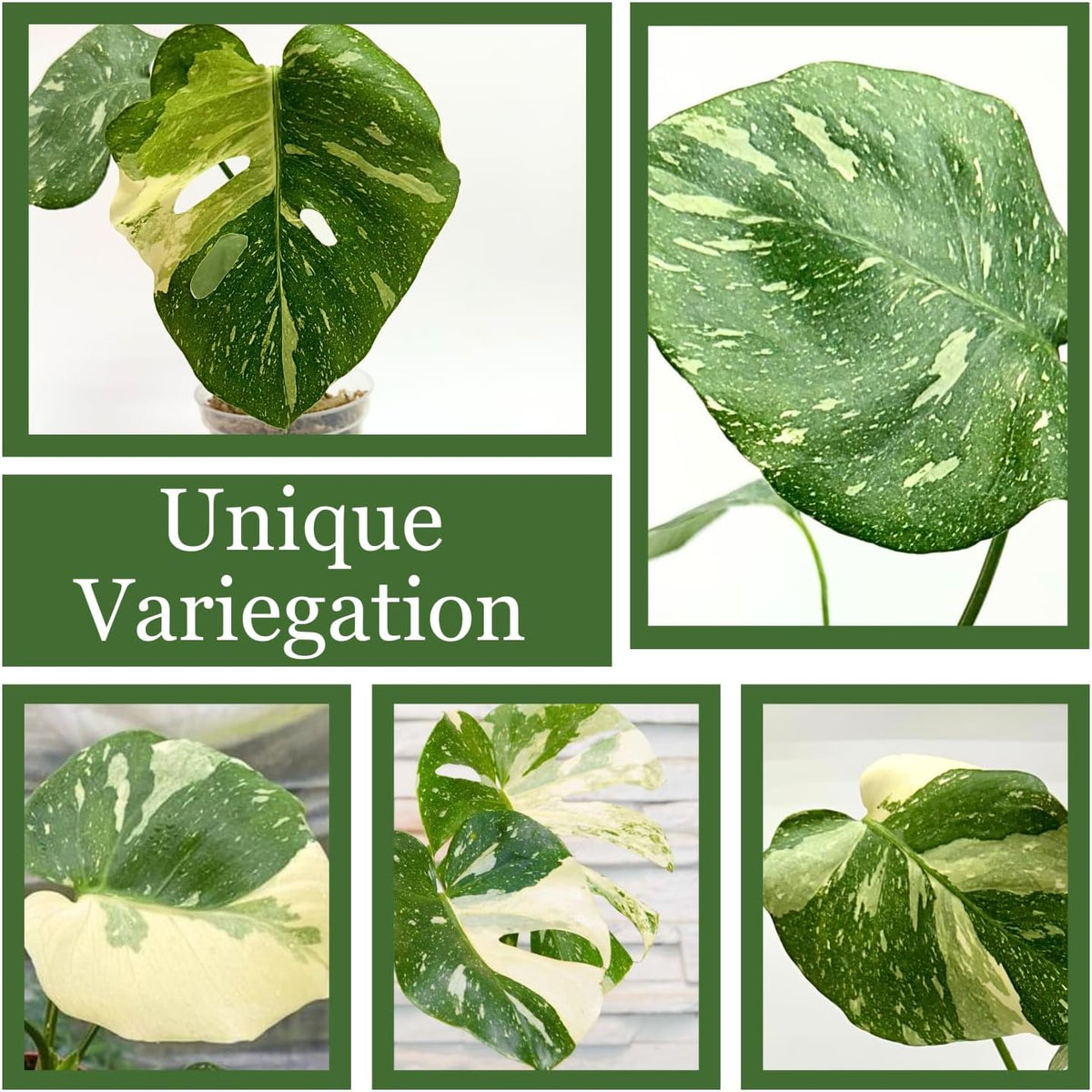 Large Monstera Plant Live - Thai Constellation Monstera Live Plant Fully Rooted Highly Variegated O7931