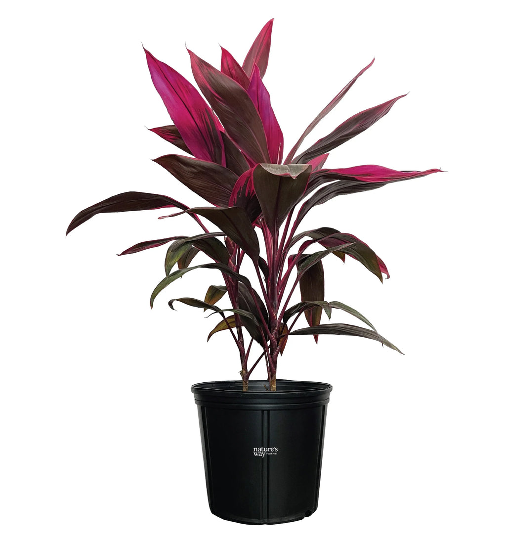 Red Sister Ti Plant Live Plant 25-30 in. Tall in Grower Pot V50629