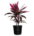 Red Sister Ti Plant Live Plant 25-30 in. Tall in Grower Pot V50629