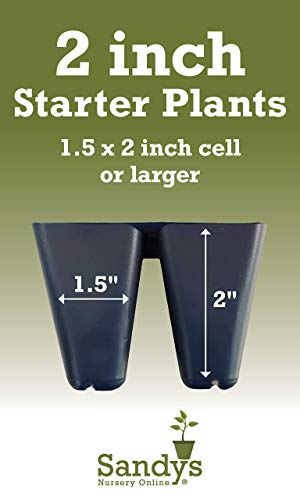 Starter Plant, Lot of 2 P62539