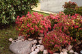 Starter Plant, Lot of 2 P62539