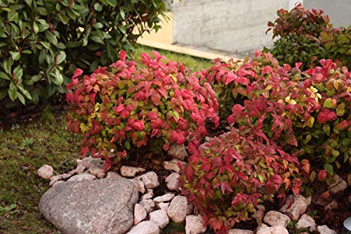 Starter Plant, Lot of 2 P62539