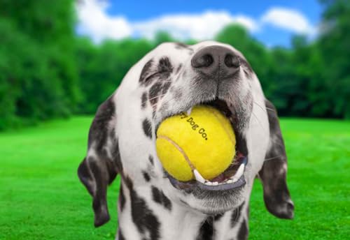 12 Pack 2.5" Blue Dog Tennis Balls X915922