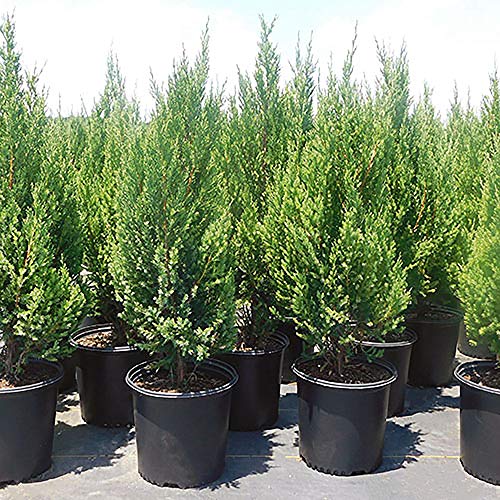 7 Gallon Blue-Green Foliage Juniper C3319