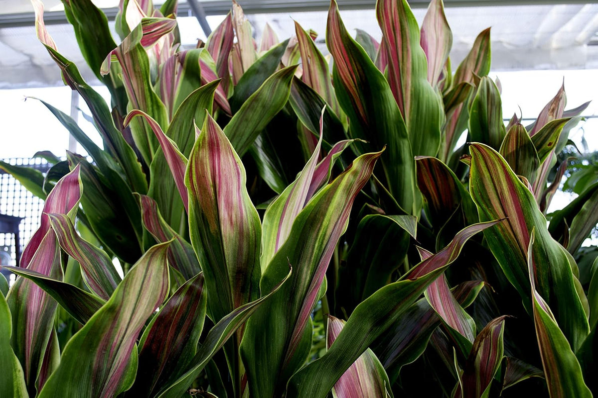 Cordyline Ti Plant in 10 Inch Growers Pot W702