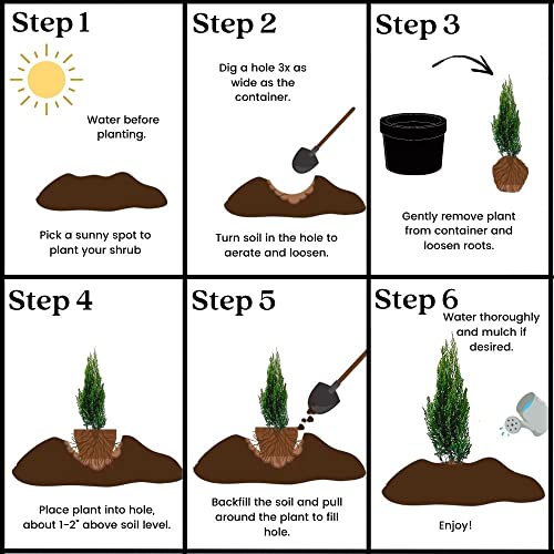 7 Gallon Blue-Green Foliage Juniper C3319