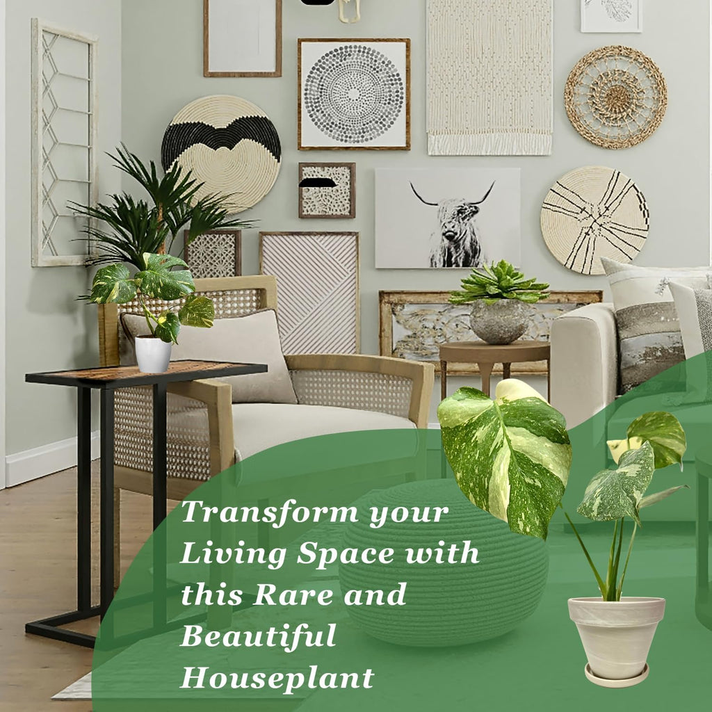 Large Monstera Plant Live - Thai Constellation Monstera Live Plant Fully Rooted Highly Variegated O7931