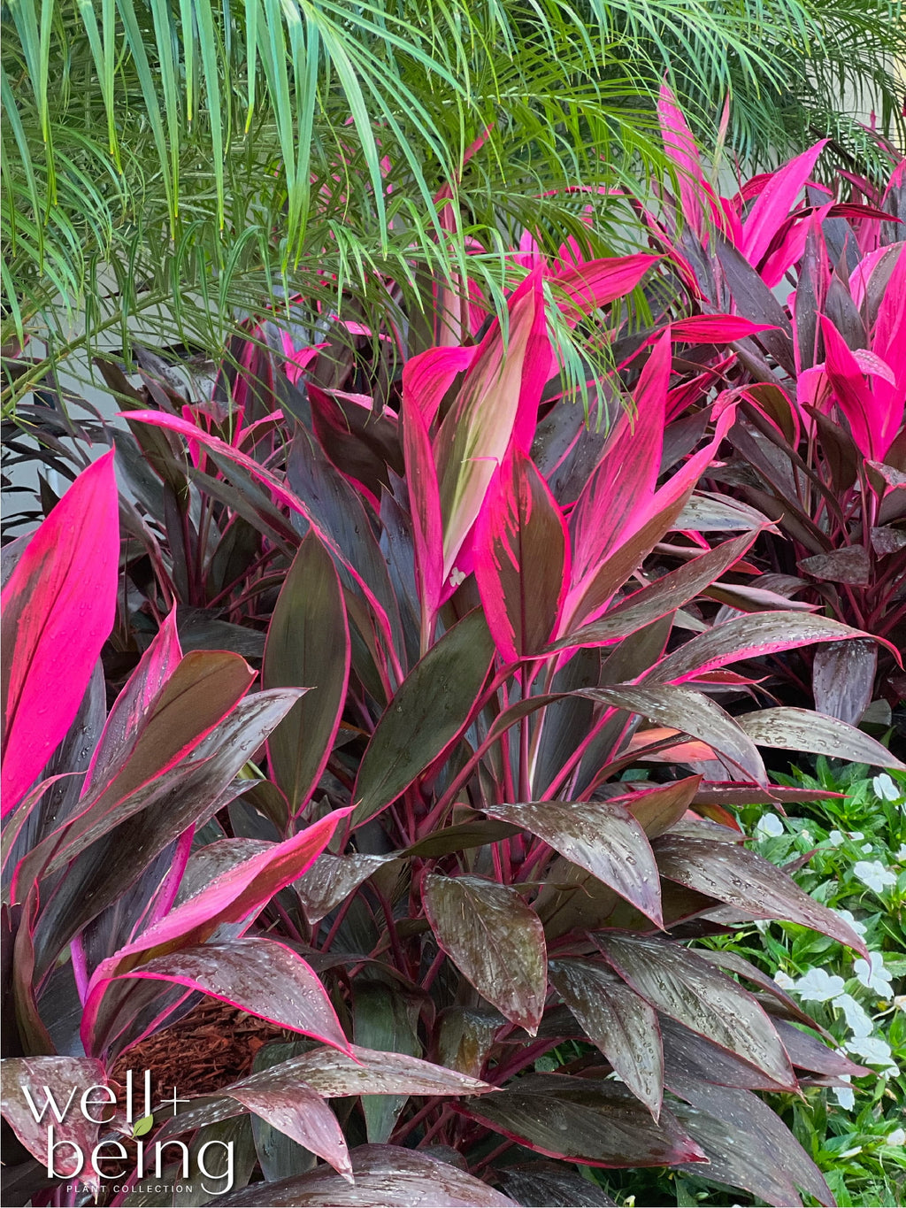 Red Sister Ti Plant Live Plant 25-30 in. Tall in Grower Pot V50629