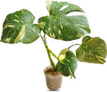 Large Monstera Plant Live - Thai Constellation Monstera Live Plant Fully Rooted Highly Variegated O7931