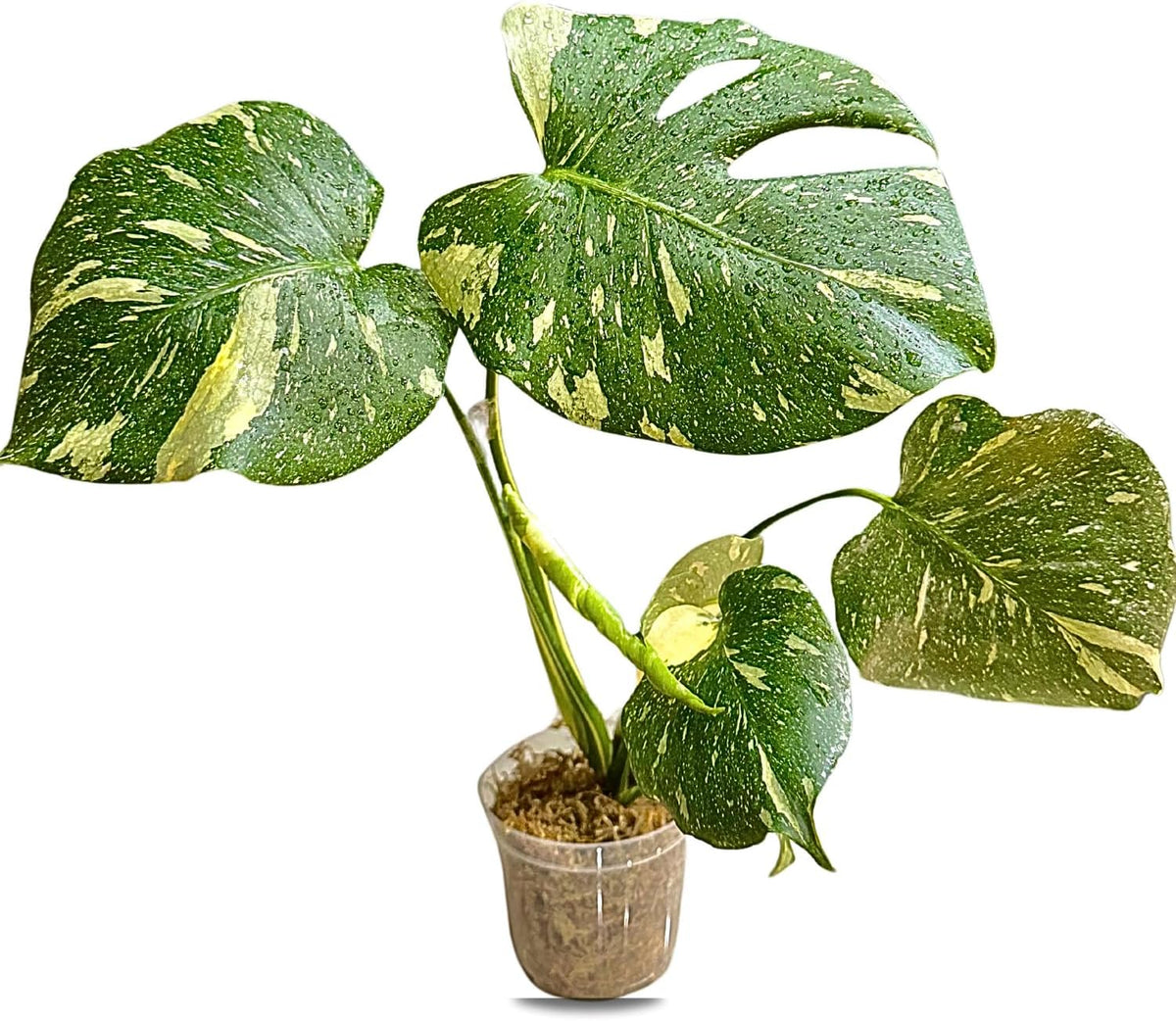Large Monstera Plant Live - Thai Constellation Monstera Live Plant Fully Rooted Highly Variegated O7931