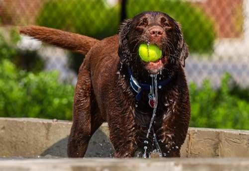 12 Pack 2.5" Blue Dog Tennis Balls X915922