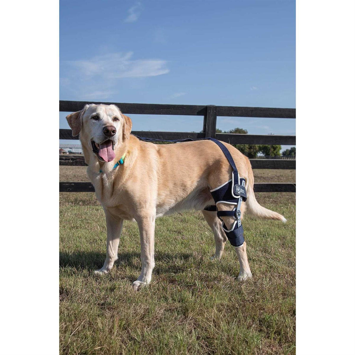 Adjustable Hinged Dog Knee Brace F111
