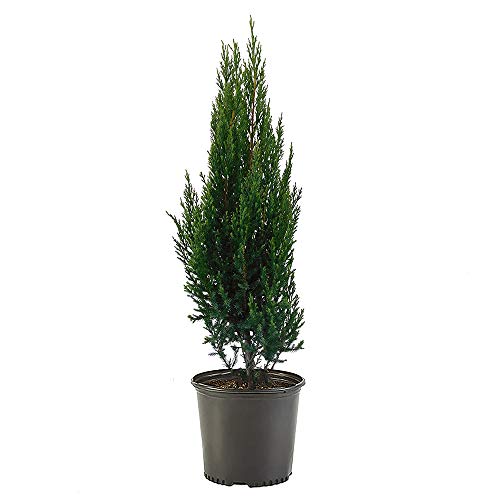 7 Gallon Blue-Green Foliage Juniper C3319