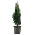 7 Gallon Blue-Green Foliage Juniper C3319