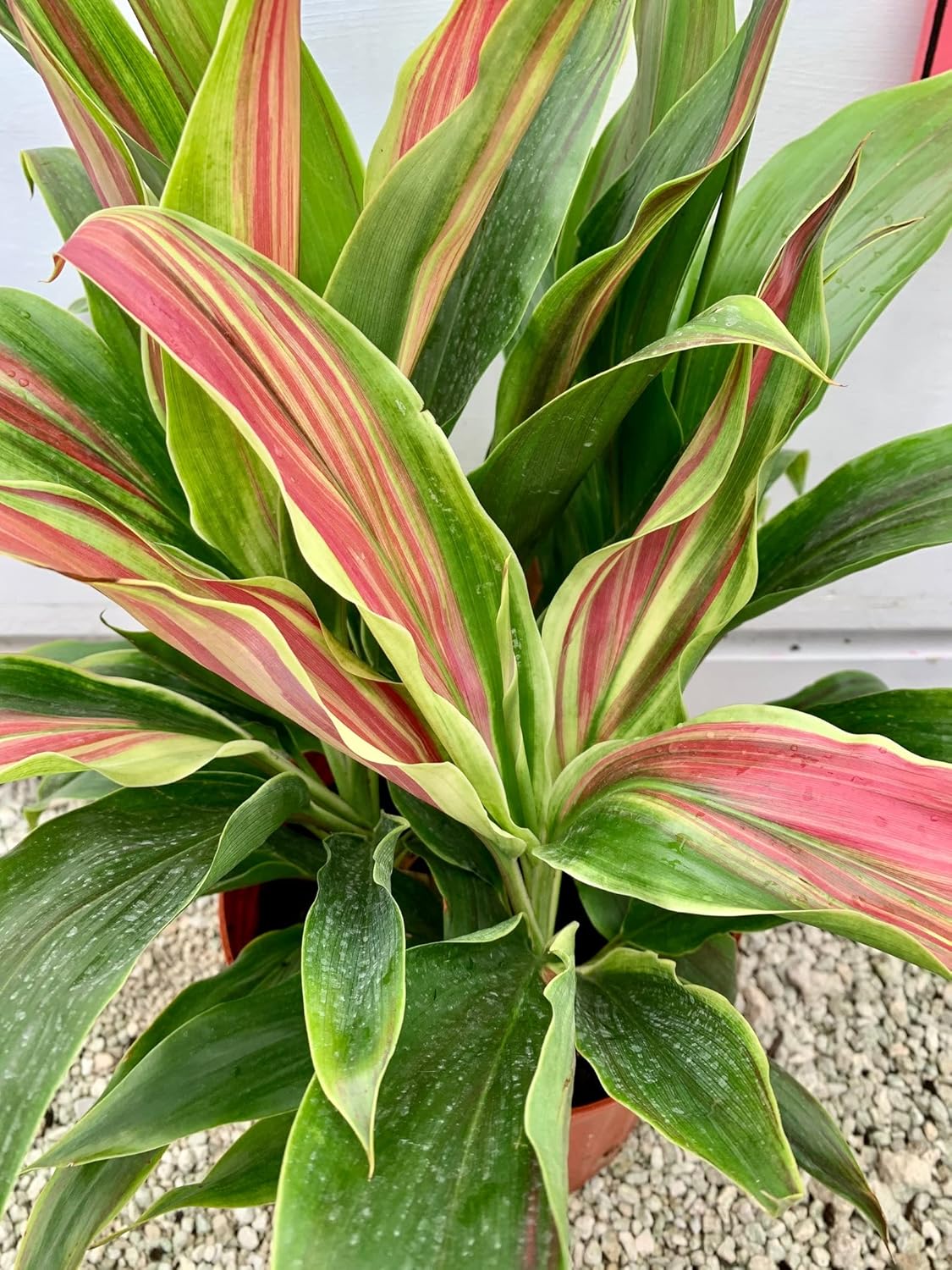 Cordyline Ti Plant in 10 Inch Growers Pot W702