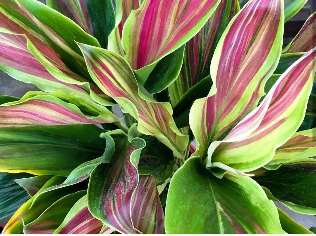 Cordyline Ti Plant in 10 Inch Growers Pot W702