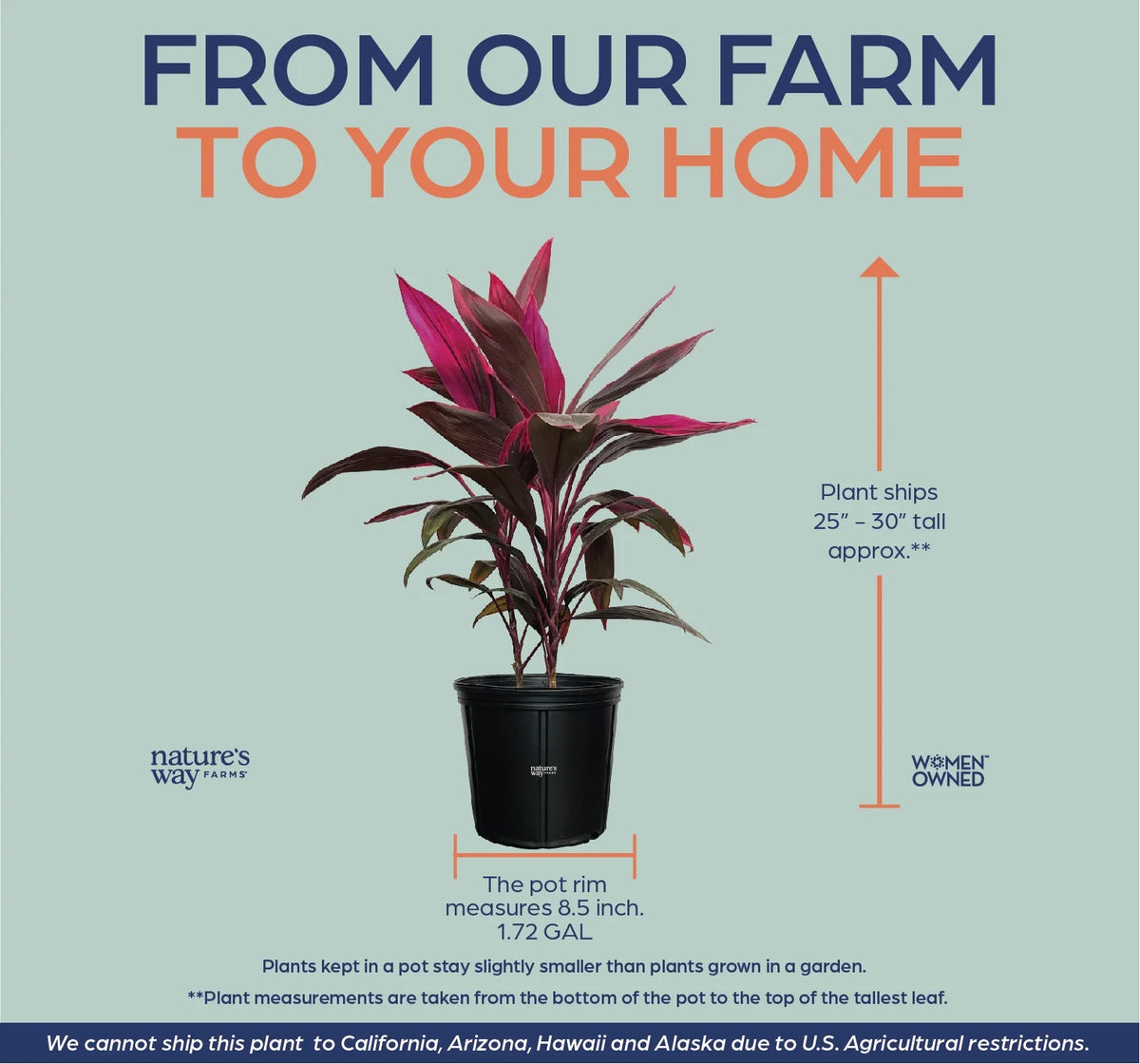 Red Sister Ti Plant Live Plant 25-30 in. Tall in Grower Pot V50629