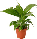Peace Lily Plant in 6 in. Pot H79836