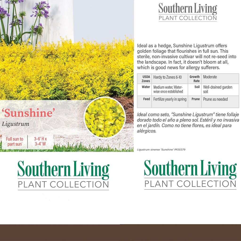 2 Gallon Evergreen Shrub Bundle F7337
