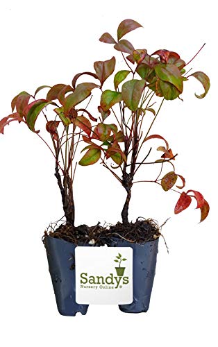 Starter Plant, Lot of 2 P62539
