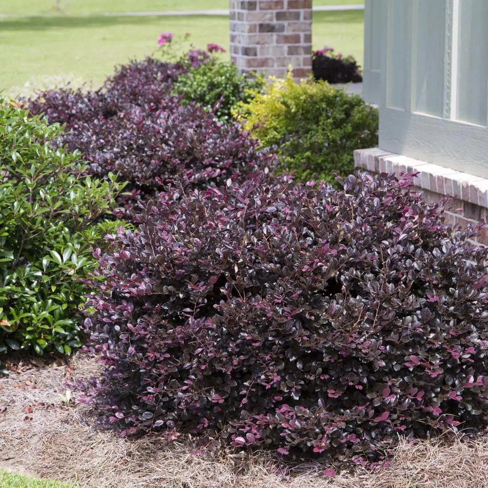 2 Gallon Evergreen Shrub Bundle F7337