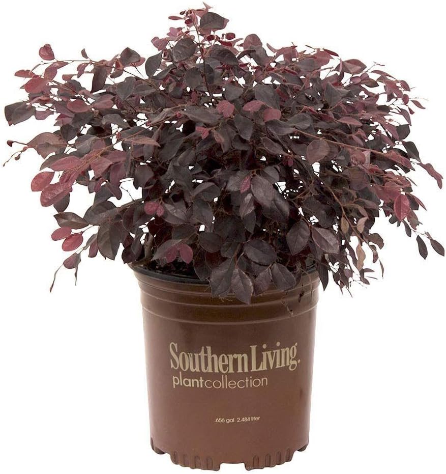 2 Gallon Evergreen Shrub Bundle F7337