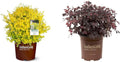 2 Gallon Evergreen Shrub Bundle F7337