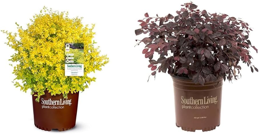 2 Gallon Evergreen Shrub Bundle F7337