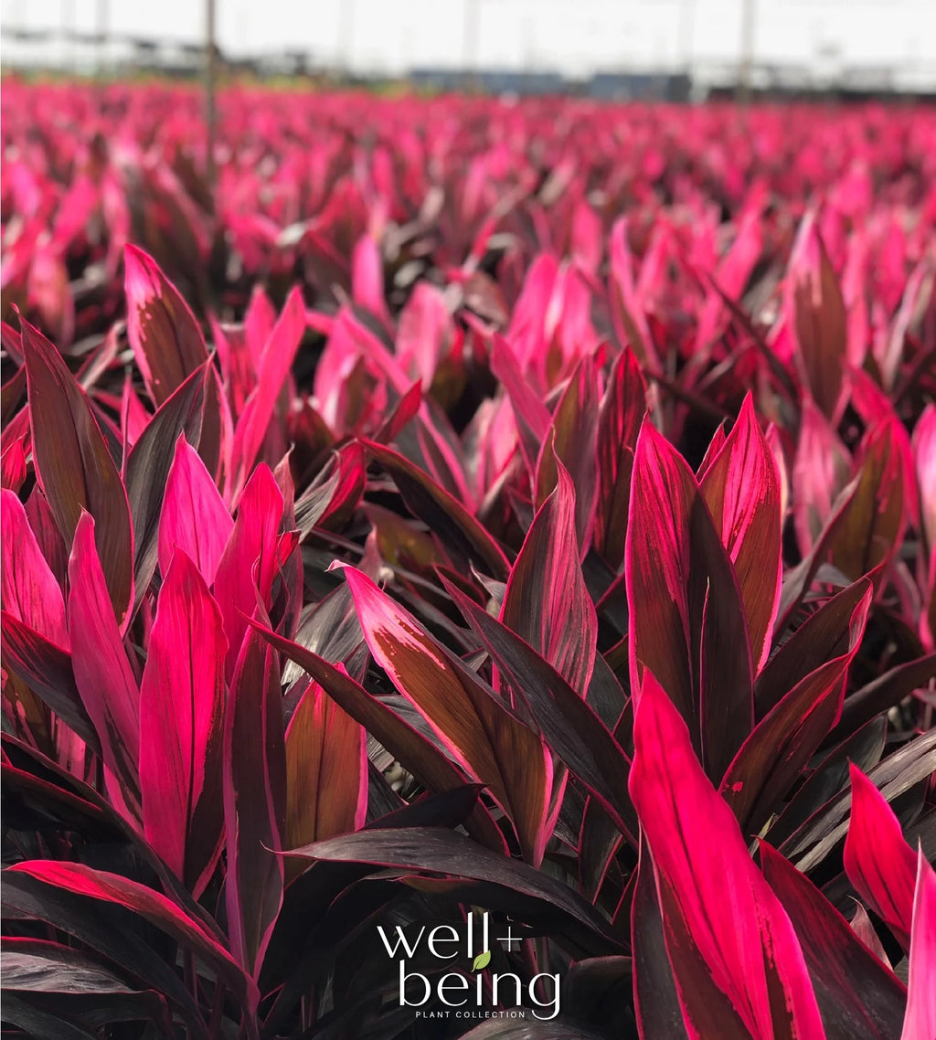 Red Sister Ti Plant Live Plant 25-30 in. Tall in Grower Pot V50629