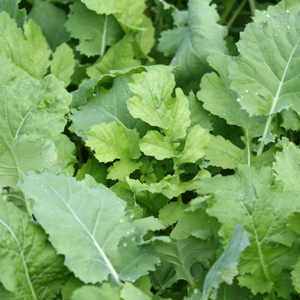 Beet & Greens Kale Radish Deer Attractant Food Plot Seed Q3059