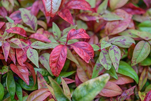 Starter Plant, Lot of 2 P62539