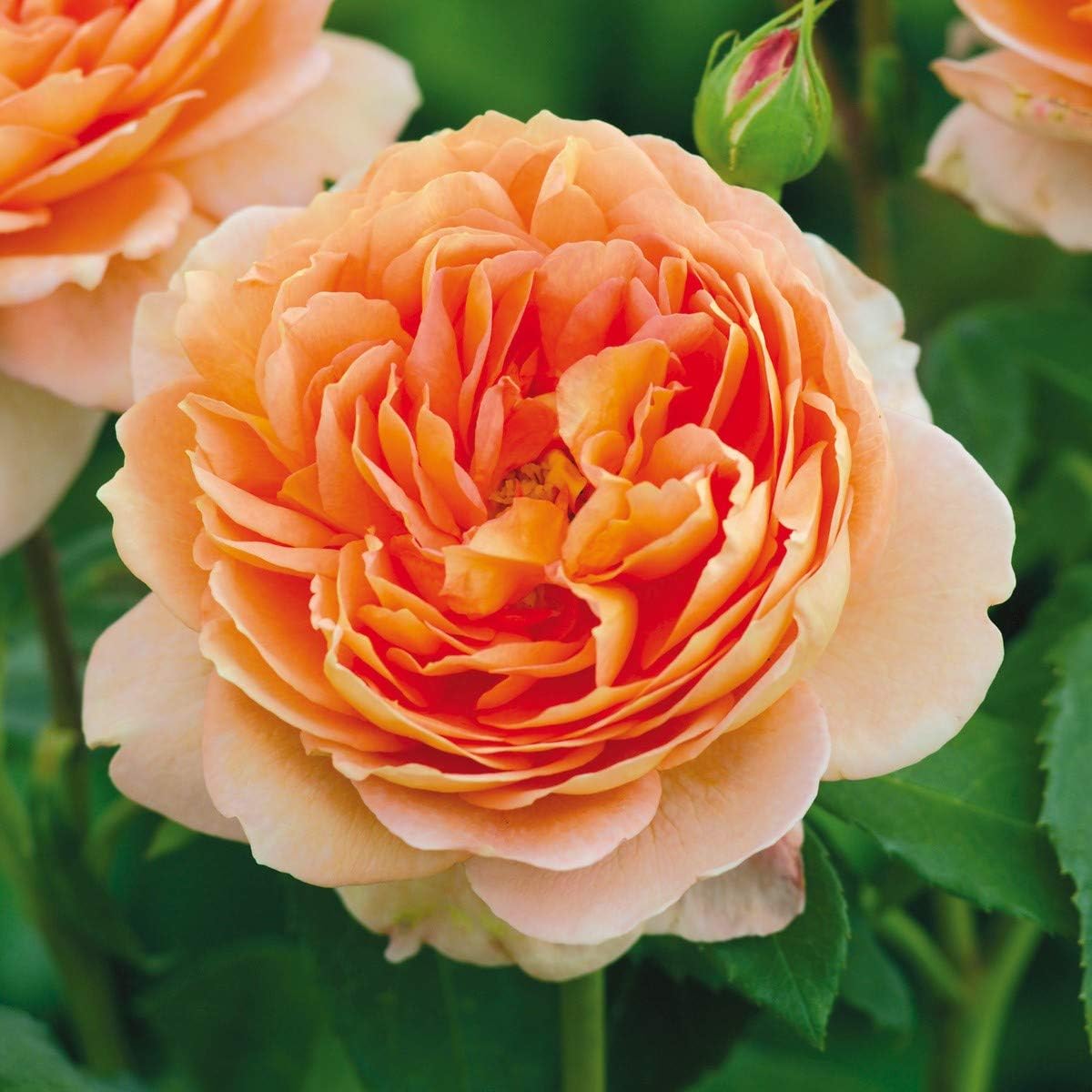 Carding Mill Rose Bush J186