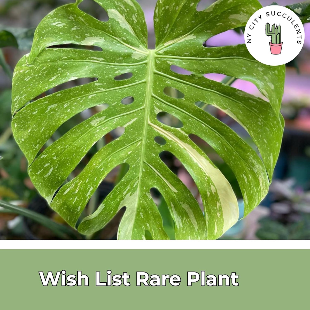 Large Monstera Plant Live - Thai Constellation Monstera Live Plant Fully Rooted Highly Variegated O7931