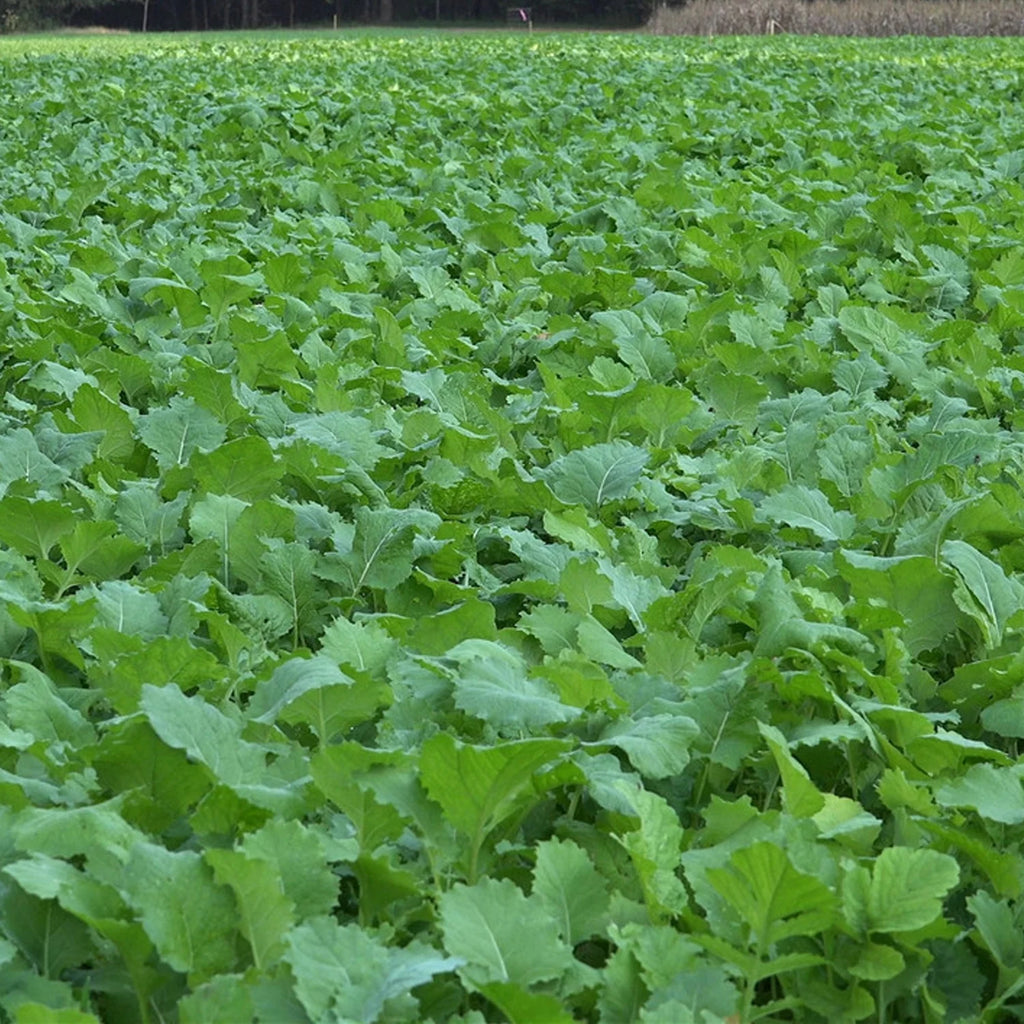 Beet & Greens Kale Radish Deer Attractant Food Plot Seed Q3059