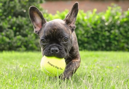 12 Pack 2.5" Blue Dog Tennis Balls X915922