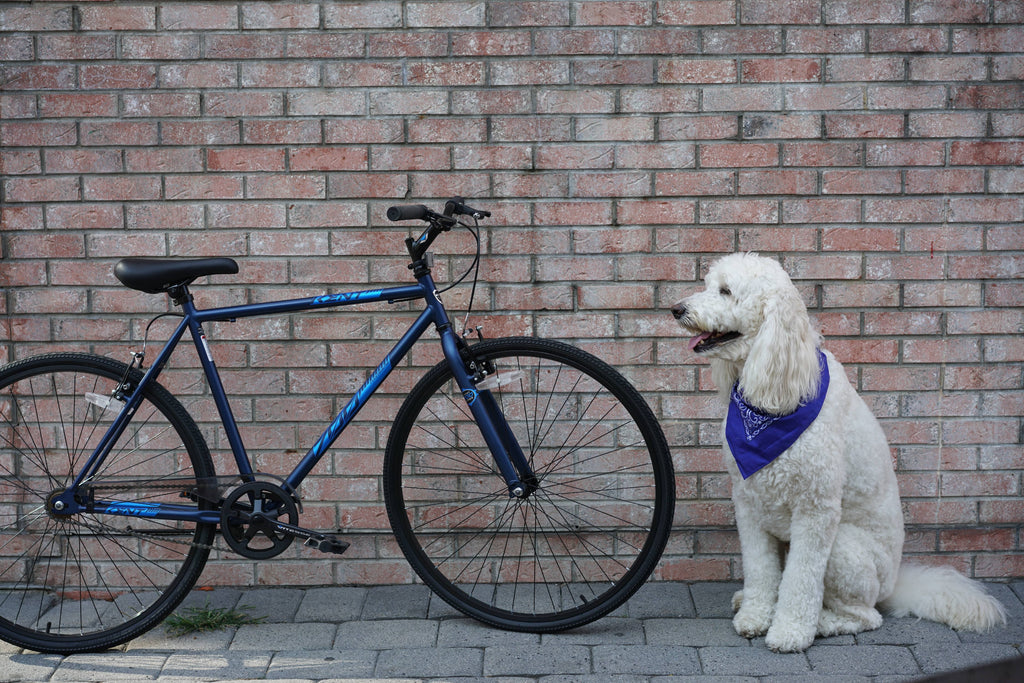 Blue 700c Fixie Bike Y518