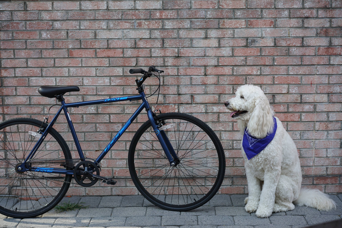 Blue 700c Fixie Bike Y518