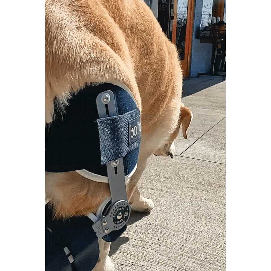 Adjustable Hinged Dog Knee Brace F111